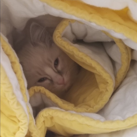 🐱CAT-FRIENDLY HOME!🐱 - Picture 4 of 4